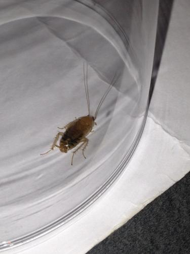 Planuncus vinzi