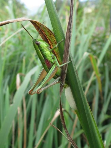 Réf. 147 719 : Euthystira brachyptera