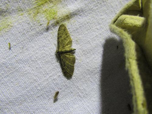 Eupithecia sp.