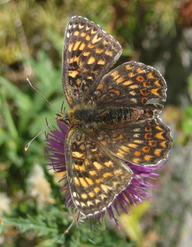 Réf. 147 582 : Melitaea phoebe