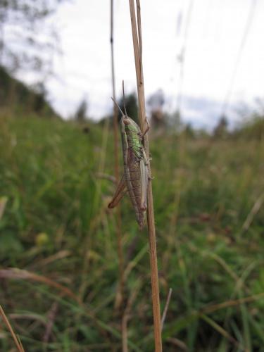 Réf. 147 838 : Euthystira brachyptera