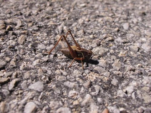 Metrioptera saussuriana
