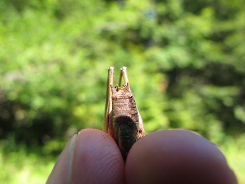 Metrioptera saussuriana