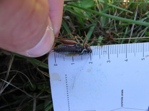 Metrioptera saussuriana