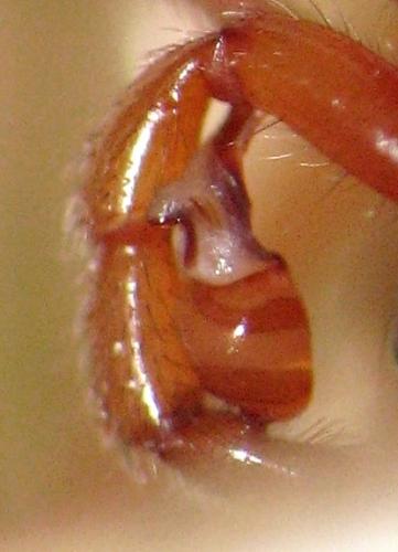 Dysdera crocata