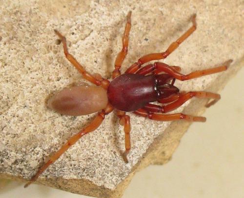 Réf. 147 759 : Dysdera crocata