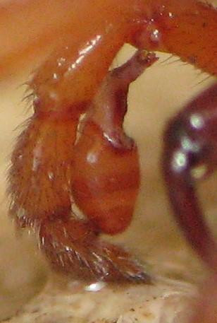 Dysdera crocata