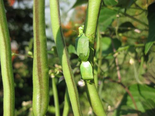 Nezara viridula