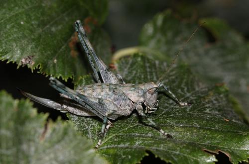 Antaxius bouvieri