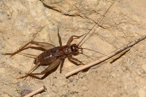 Petaloptila andreinii