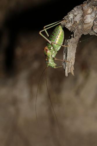 Réf. 147 316 : Corsteropleurus chopardi