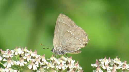 Réf. 147 121 : Favonius quercus