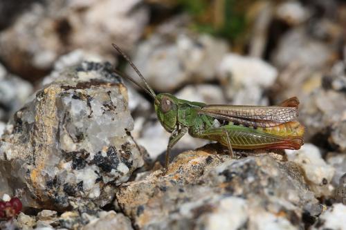 Réf. 147 695 : Chorthippus corsicus pascuorum