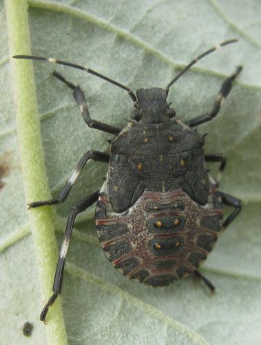 Réf. 147 126 : Halyomorpha halys