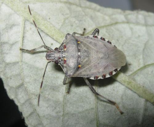 Halyomorpha halys
