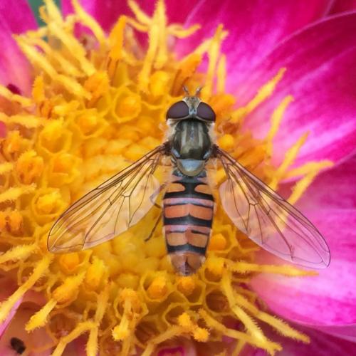 Réf. 147 764 : Episyrphus balteatus