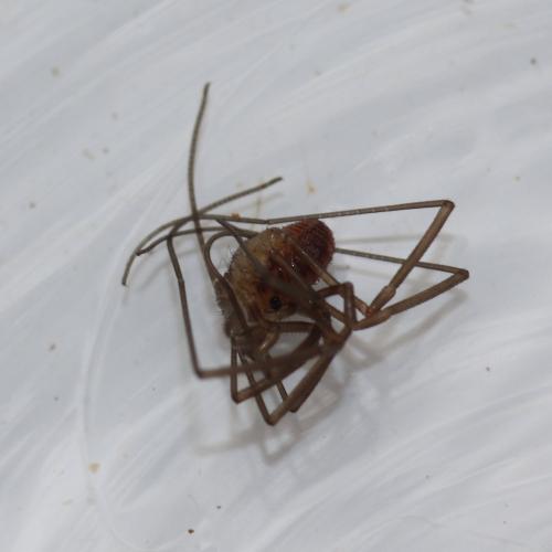 Réf. 147 013 : Sabacon viscayanus ramblaianus