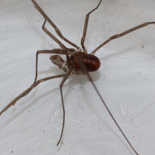 Réf. 147 014 : Sabacon viscayanus ramblaianus