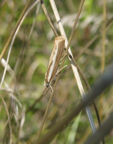 Agriphila tristella