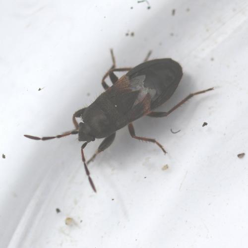 Megalonotus sp.