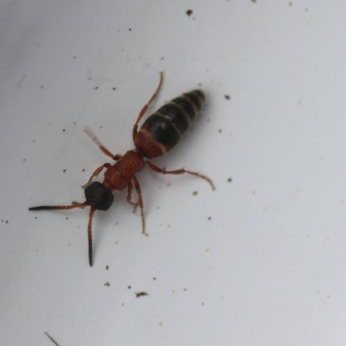Réf. 147 321 : Myrmosa atra
