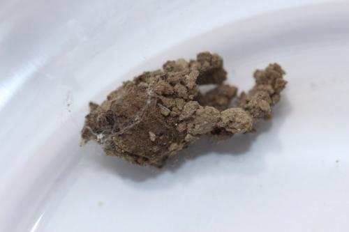 Cryptachaea riparia