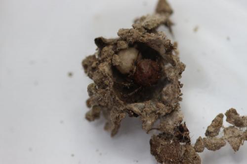 Cryptachaea riparia