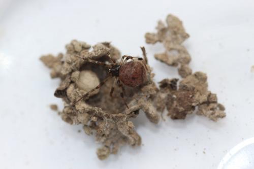 Cryptachaea riparia