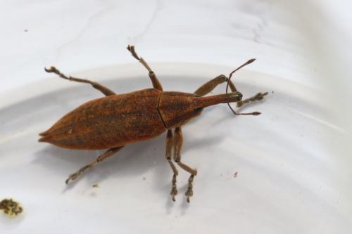 Réf. 147 489 : Lixus iridis