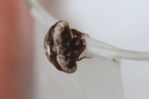 Cyrtarachne ixoides