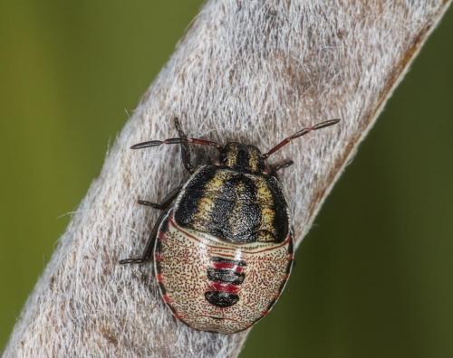 Réf. 147 922 : Piezodorus lituratus
