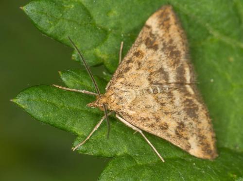 Réf. 147 918 : Pyrausta despicata