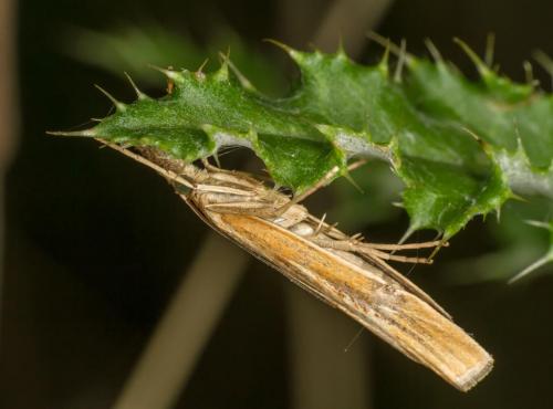 Crambinae