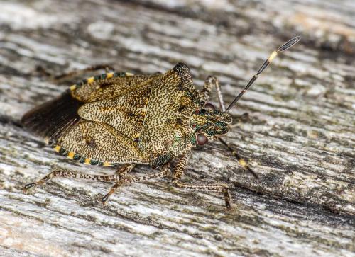 Troilus luridus