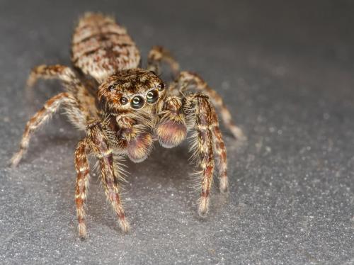 Marpissa muscosa