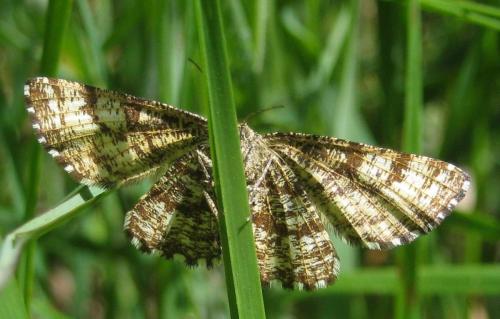Réf. 147 229 : Ematurga atomaria
