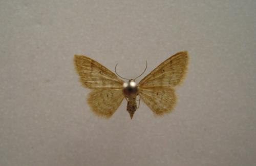Idaea sp.