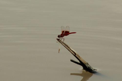 Brachythemis lacustris