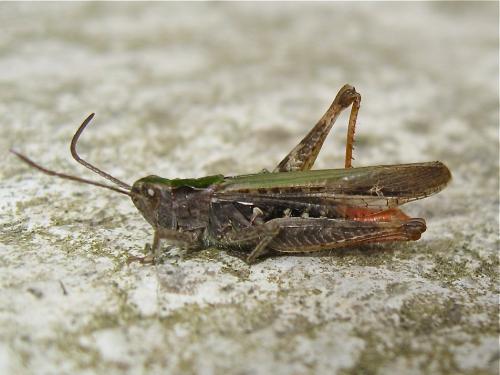 Chorthippus sp.