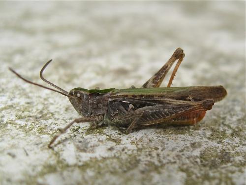 Chorthippus sp.
