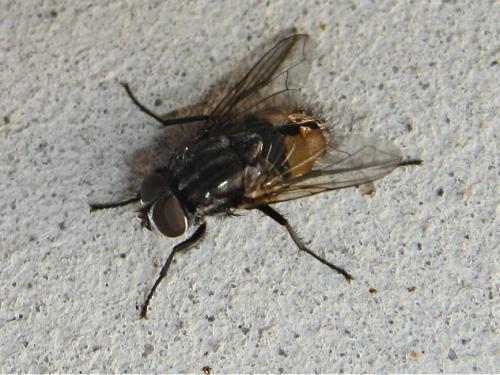 Réf. 147 415 : Musca autumnalis