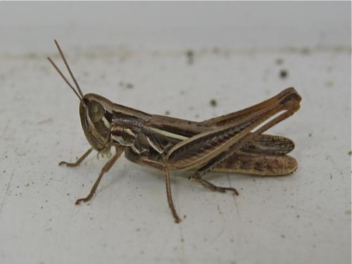 Euchorthippus declivus