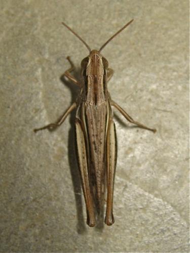 Euchorthippus declivus