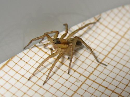 Pardosa sp.