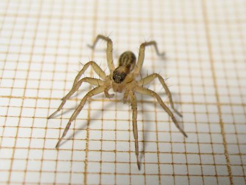 Pardosa sp.