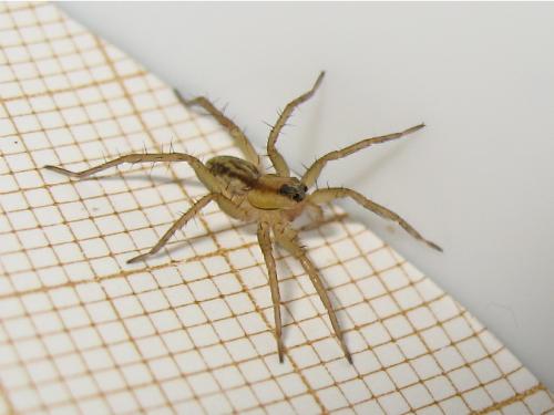 Pardosa sp.