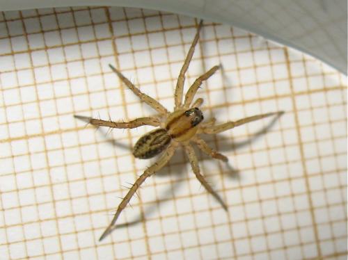 Pardosa sp.