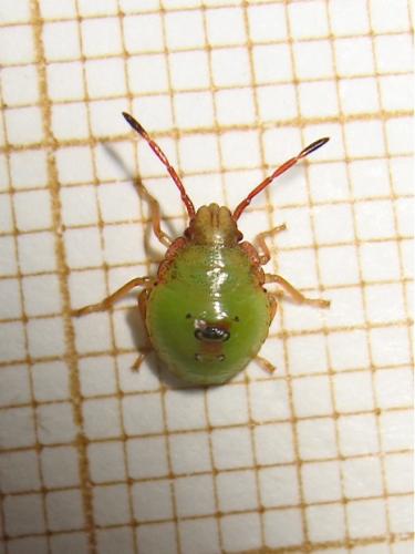 Acanthosoma haemorrhoidale haemorrhoidale
