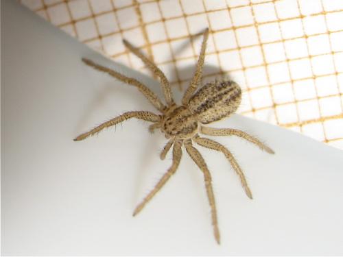 Réf. 147 850 : Thanatus striatus