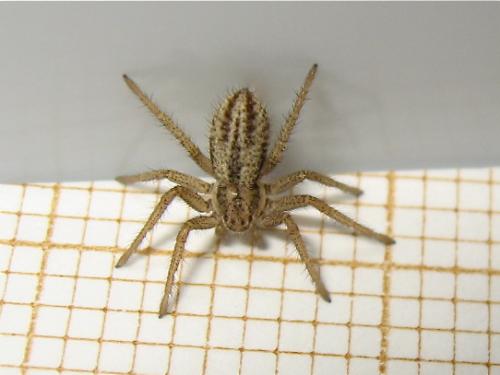 Réf. 147 818 : Thanatus striatus